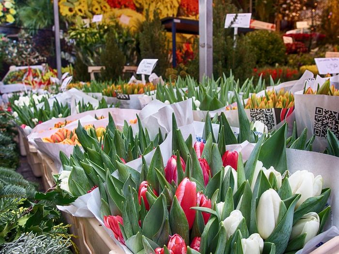 Что посмотреть в Амстердаме весной. Фестиваль тюльпанов. Амстердам