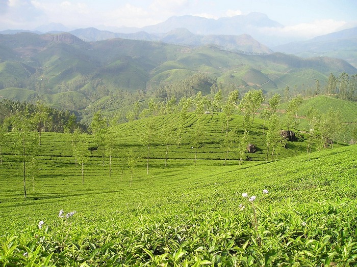 Чайная плантация. Индия