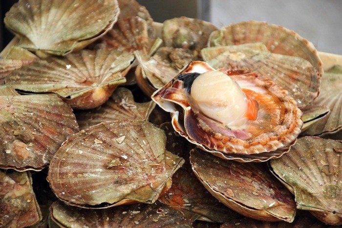 Морские гребешки