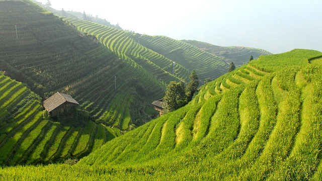 Рисовые террасы. Китай